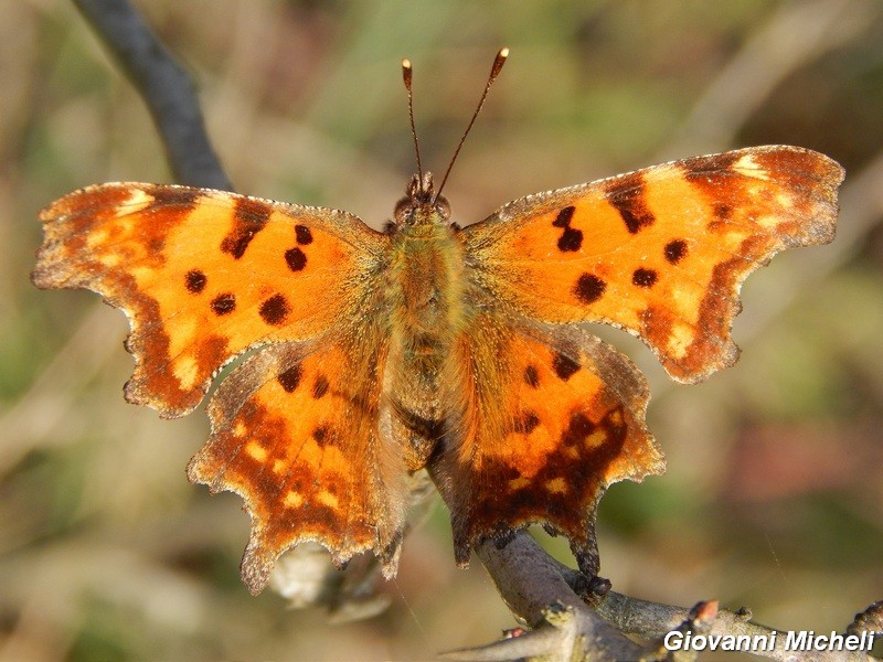 Polygonia c album